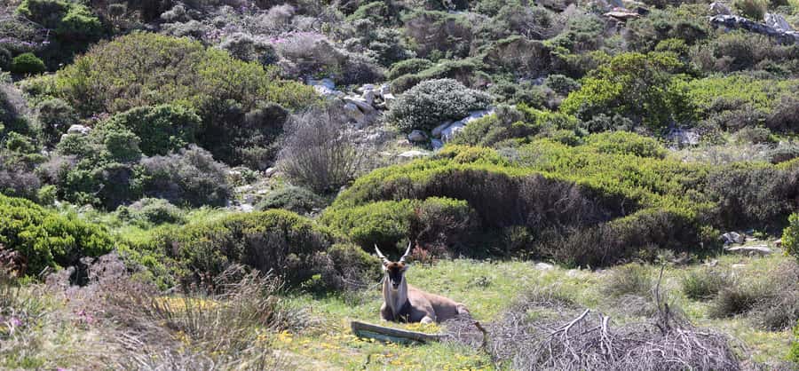 Cape Town: Tour Cape Point & Boulders Beach Penguin Day Trip - Cape Point offers a lighthouse choice