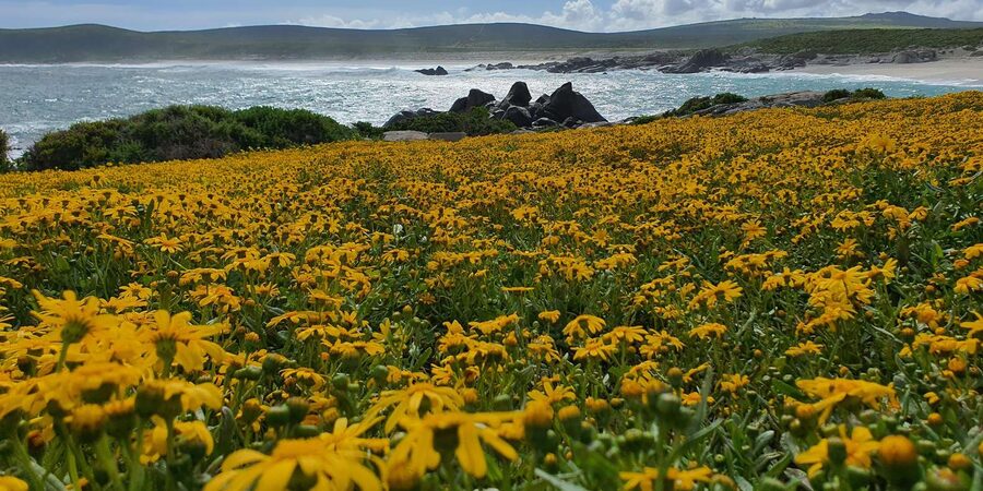 Cape Town: West Coast Spring Tour 2025 - The guide makes the difference