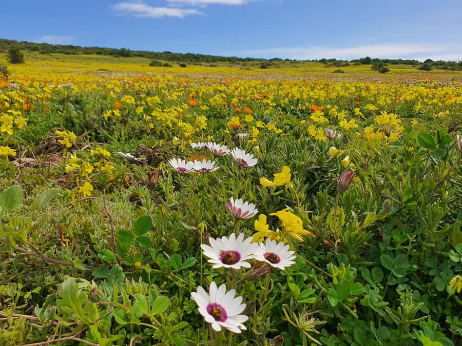 Cape Town: West Coast Spring Tour 2025 - Bloubergstrand and the Table Mountain view