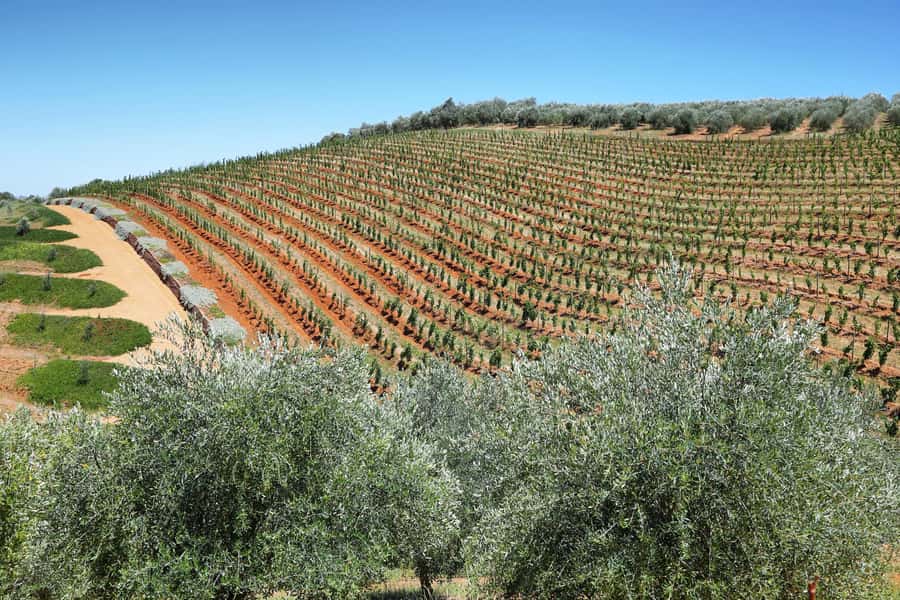 Cape Town: Wine Tram & Winelands Tour with Tastings & Pickup - Guides can make the long day work