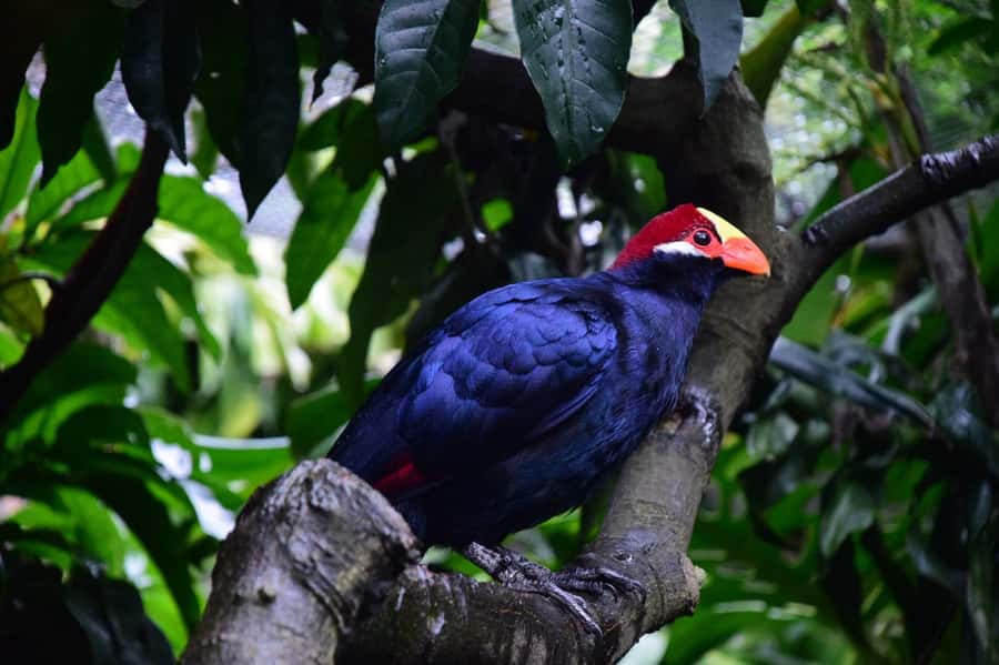 Cape Town: World of Birds & Animal Sanctuary - Key points at a glance
