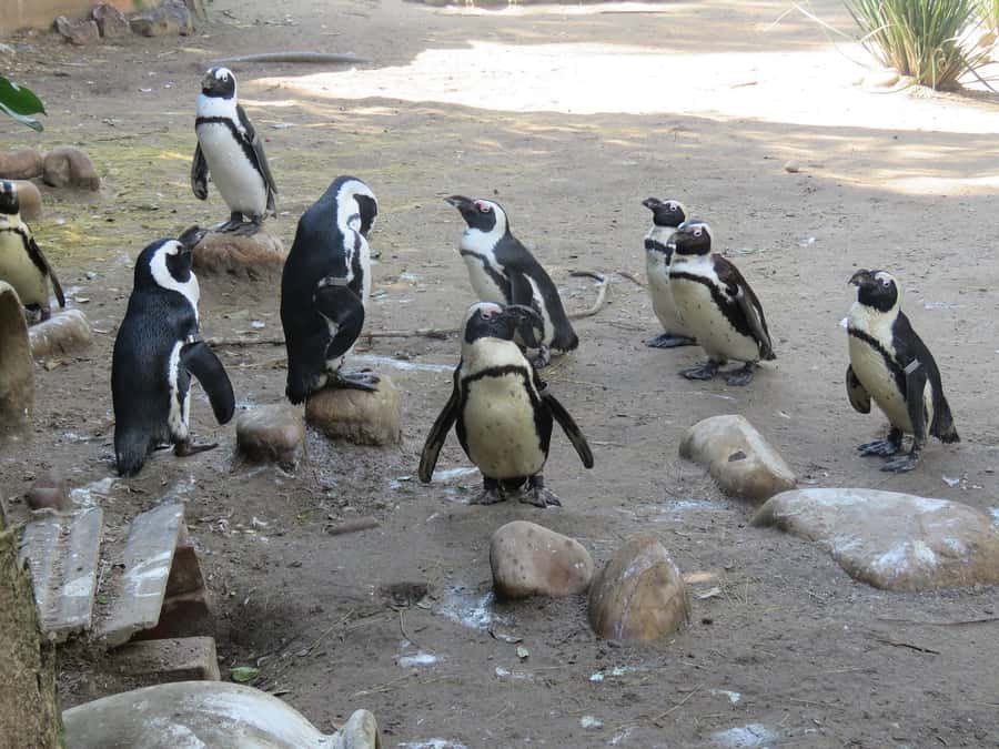 Cape Town: World of Birds & Animal Sanctuary - Why World of Birds is worth your time in Hout Bay