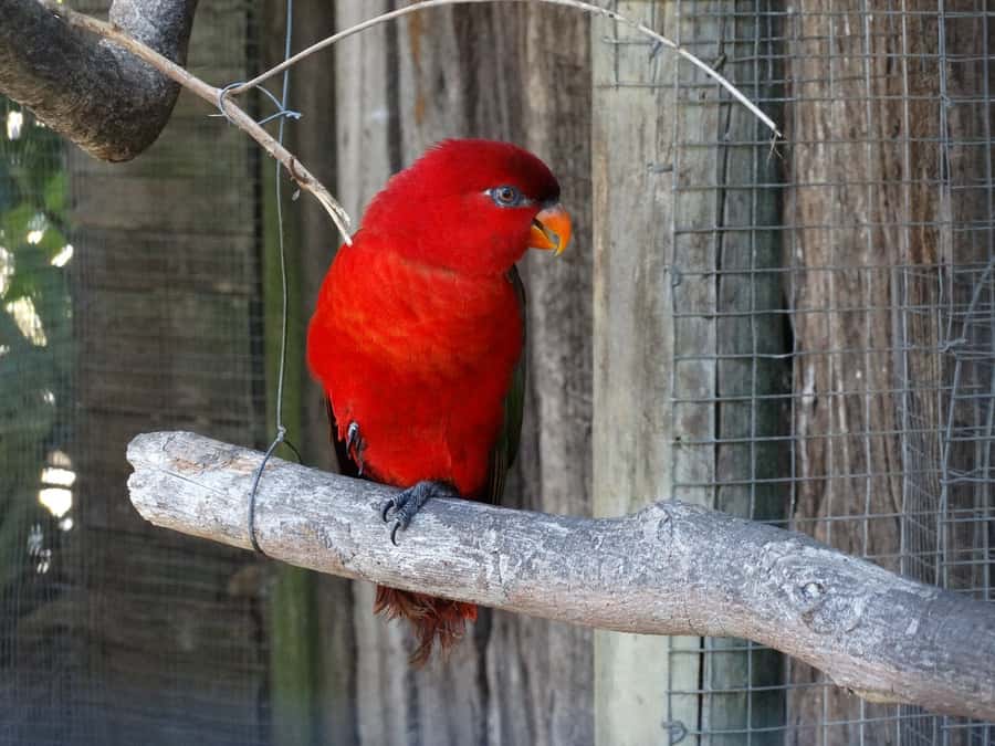 Cape Town: World of Birds & Animal Sanctuary - Using the aviary guides to understand bird behavior