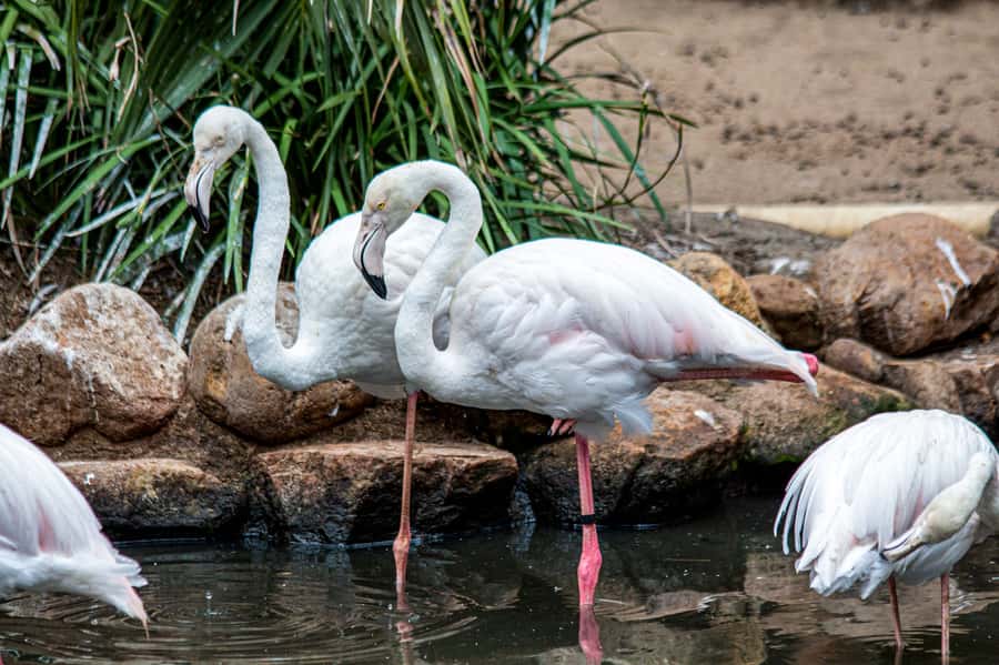 Cape Town: World of Birds & Animal Sanctuary - Starting with Africa’s largest bird sanctuary