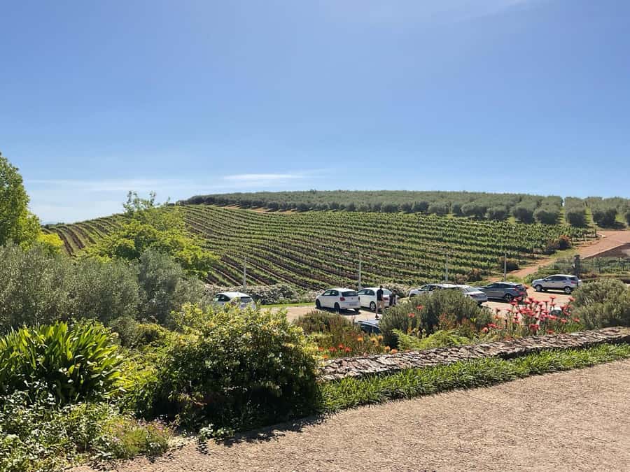 Cape Winelands Experience: Paarl, Stellenbosch & Franschhoek - Stellenbosch: old streets, architecture, and more tasting