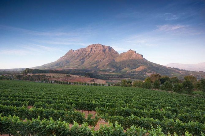 Cape Winelands Tour - Haute Cabriere and the Franschhoek connection