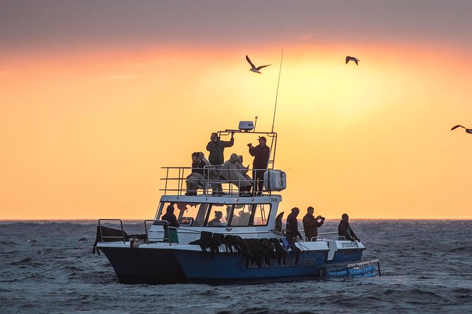 CapeTown: Shark Cage Diving Experience with Scuba - What happens at the shark site