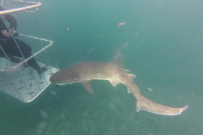 CapeTown: Shark Cage Diving Experience with Scuba - When the sharks do not appear