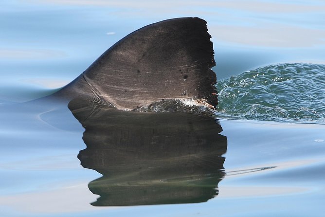 CapeTown: Shark Cage Diving Experience with Scuba - Weather, cancellations, and the value of flexibility
