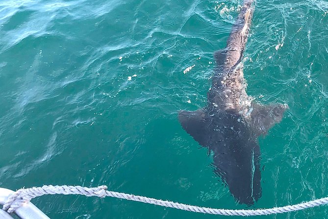 CapeTown: Shark Cage Diving Experience with Scuba - Why the scuba setup helps, and where it can frustrate
