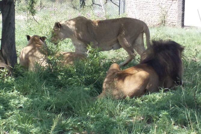 Captivating Safari Lion Park Experience (Half Day Guided Tour) - A short safari from Johannesburg