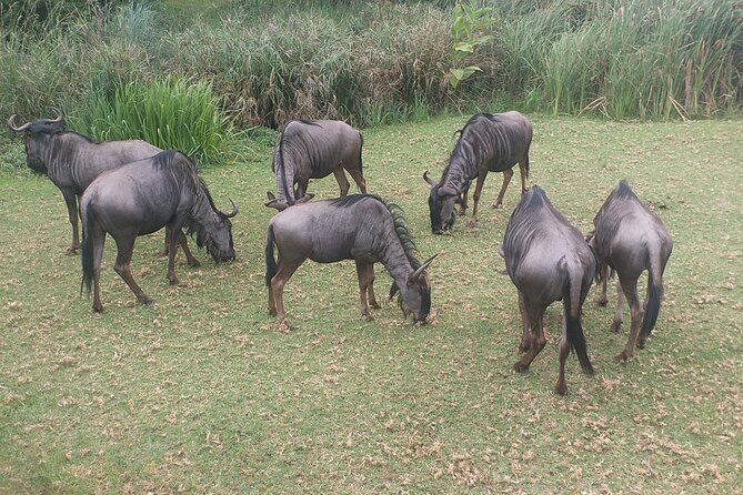 Captivating Safari Lion Park Experience (Half Day Guided Tour) - The two-hour safari drive