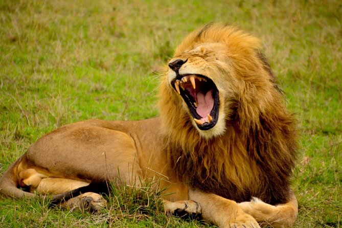 Captivating Safari Lion Park Experience (Half Day Guided Tour) - What makes the animal viewing good for photographs
