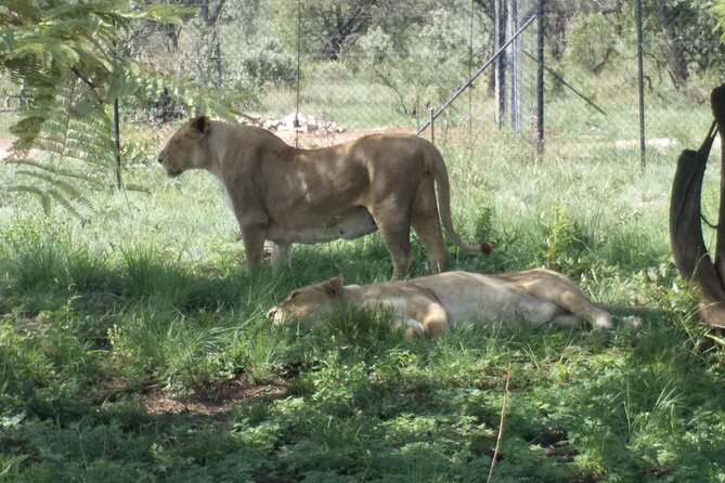 Captivating Safari Lion Park Experience (Half Day Guided Tour) - Is $94.90 good value?