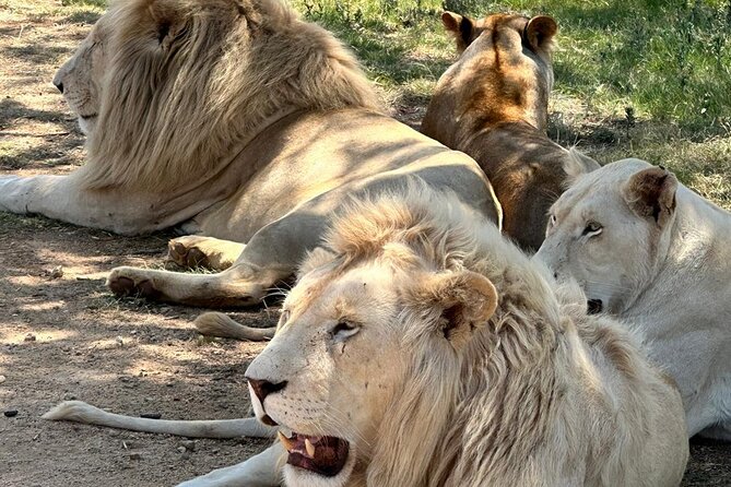 Captivating Safari Lion Park Experience (Half Day Guided Tour) - Who should book this Johannesburg safari?