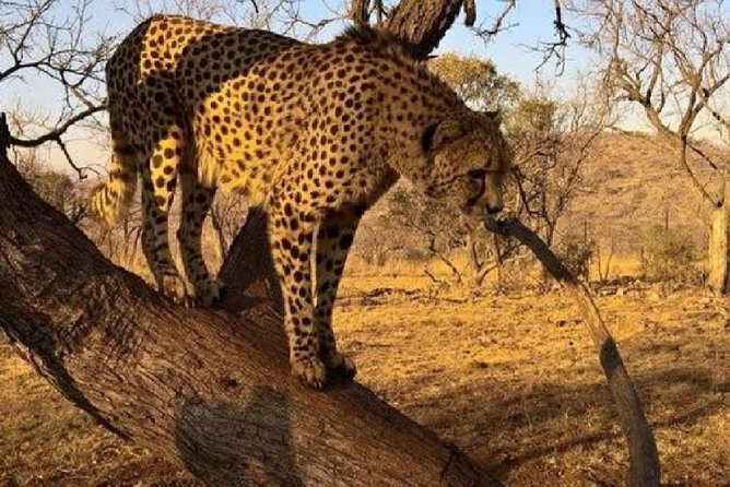 Captivating Safari Lion Park Experience (Half Day Guided Tour) - Pickup with Solly, Bryan, or another local driver