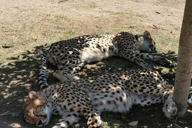 Cheetah Outreach Tour Somerset West, Gordon's Bay and Strand Beaches - Key points at a glance