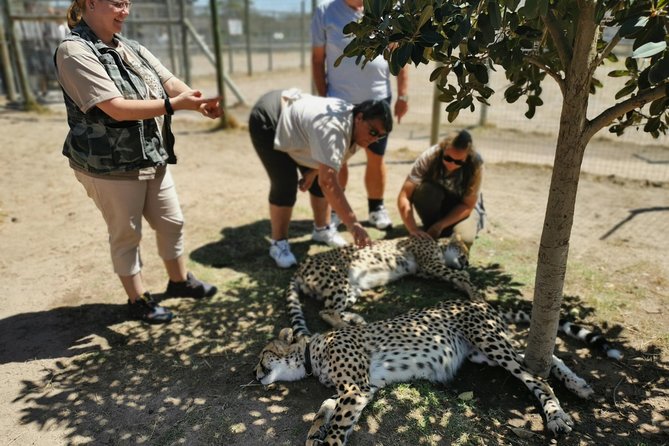 Cheetah Outreach Tour Somerset West, Gordon's Bay and Strand Beaches - Why this half-day outing works