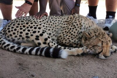 Cheetah Outreach Tour Somerset West, Gordon’s Bay and Strand Beaches