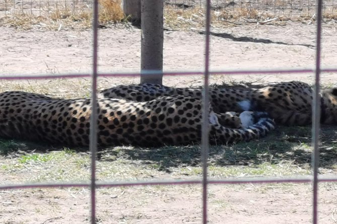 Cheetah Outreach Tour Somerset West, Gordon's Bay and Strand Beaches - What the $53.20 price really covers