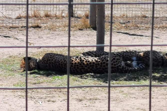Cheetah Outreach Tour Somerset West, Gordon's Bay and Strand Beaches - Who should book this tour