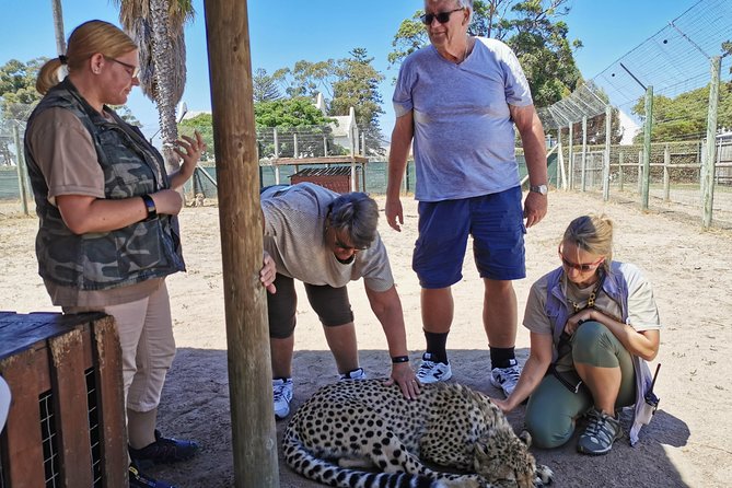 Cheetah Outreach Tour Somerset West, Gordon's Bay and Strand Beaches - Timing, cancellation, and useful planning tips