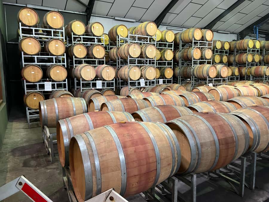 Constantia Half day Wine Tasting tour - The guide, transport, and photographs