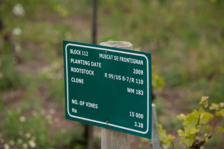 Constantia: Wine Walk with Lunch and Enchanting Stories - The final walk to Buitenverwachting