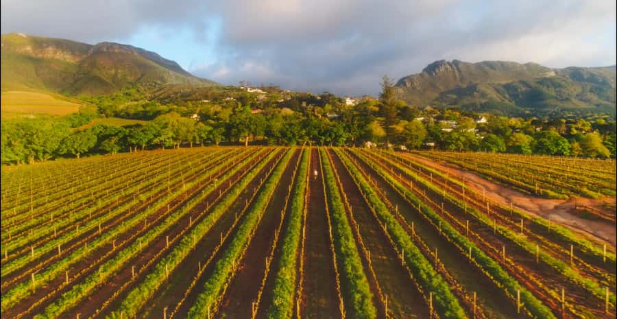 Constantia: Wine Walk with Lunch and Enchanting Stories - Who should book this experience
