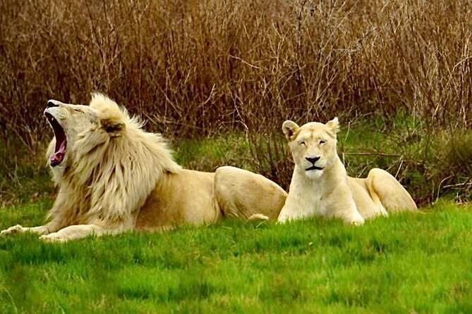 Cradle of Humankind, Caves or Maropeng, Rhino and Lion Park - Key points at a glance