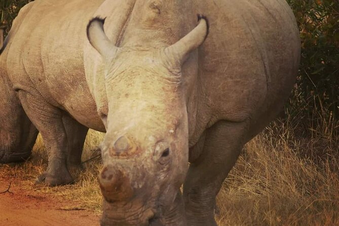Cradle of Humankind, Caves or Maropeng, Rhino and Lion Park - Is $97.77 good value?