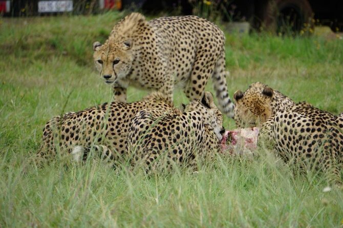 Cradle of Humankind, Caves or Maropeng, Rhino and Lion Park - Who should book this experience?