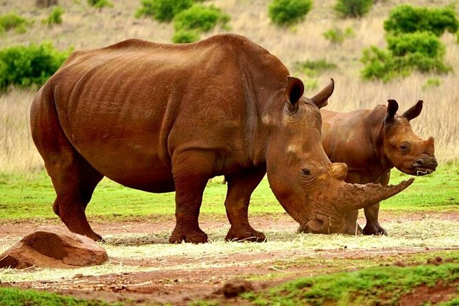 Cradle of Humankind, Caves or Maropeng, Rhino and Lion Park - Practical advice before you go