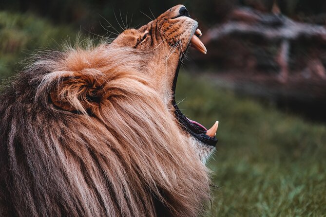 Cradle of Humankind Tour with Lion Safari from Johannesburg - Is $207.05 a fair price?