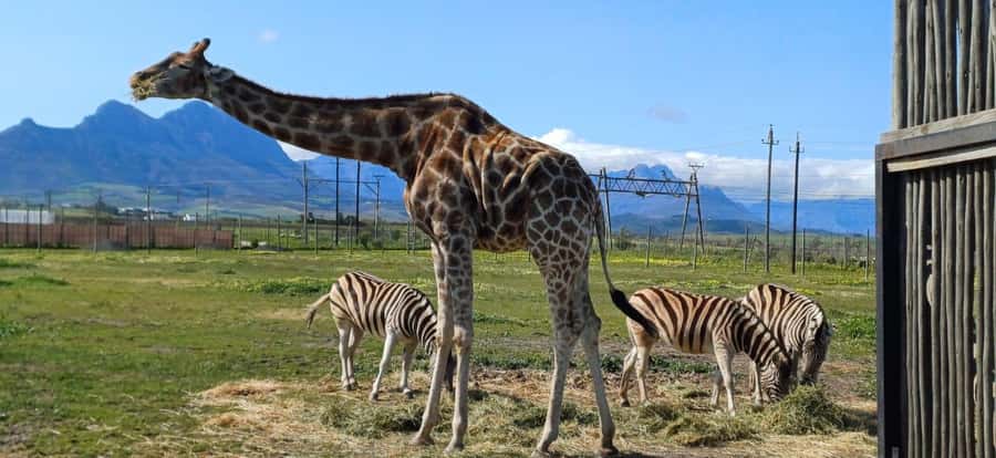 CT:Giraffe house-lions-leopard-tiger and WineTasting - A practical family stop before the wine estate