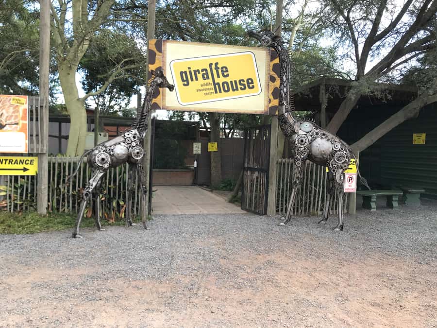 CT:Giraffe house-lions-leopard-tiger and WineTasting - Six classic wines or three premium pours