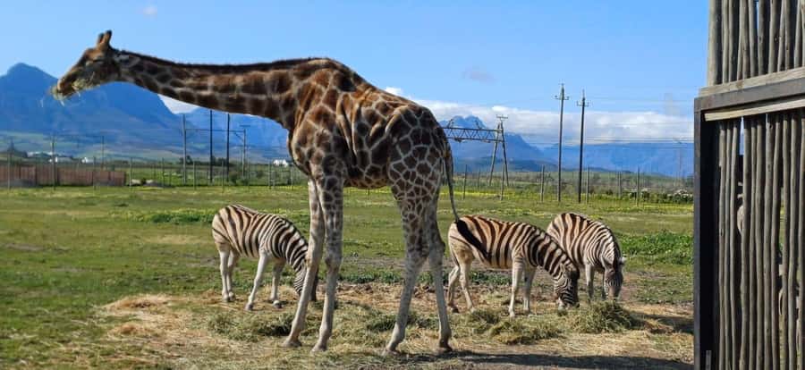 CT:Giraffe house-lions-leopard-tiger and WineTasting - Starting in Cape Town with a private guide