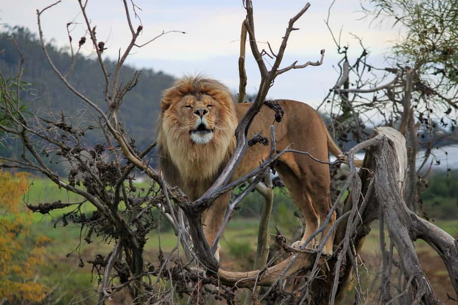 Drakenstein Lion Park Entry Ticket - Key points to know before you go