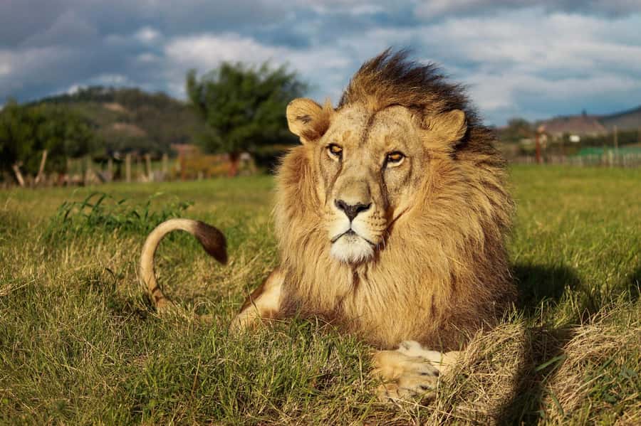 Drakenstein Lion Park Entry Ticket - Why Drakenstein’s rescue work matters