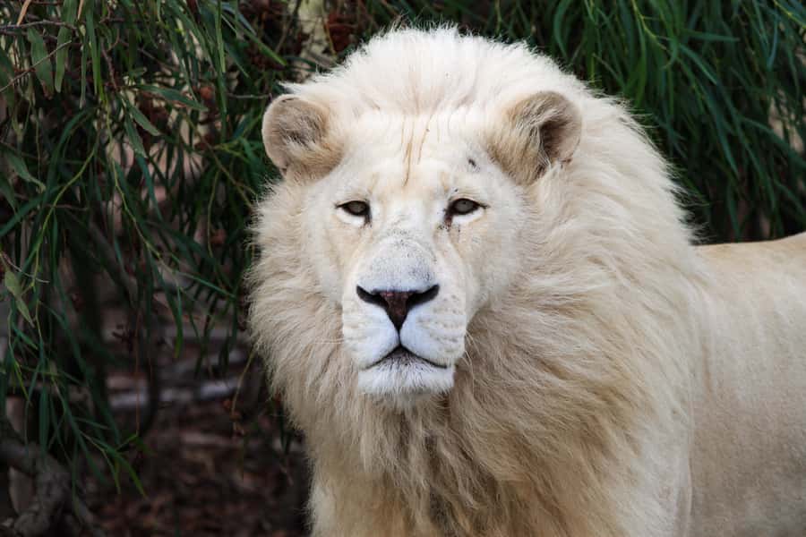 Drakenstein Lion Park Entry Ticket - What your entry ticket includes