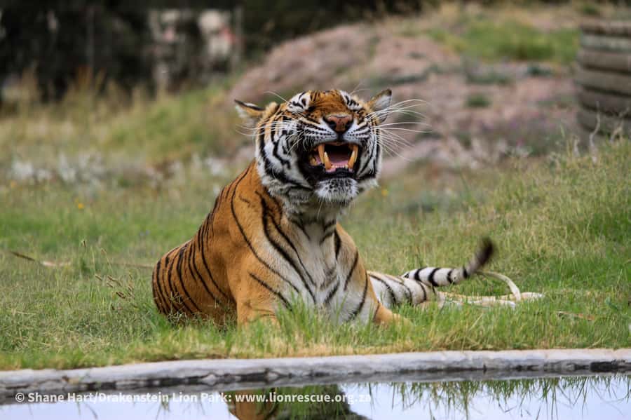 Drakenstein Lion Park Entry Ticket - Price, value, and the booking problem