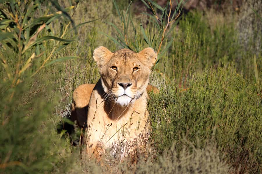 Drakenstein Lion Park Entry Ticket - Arriving in the Cape Winelands