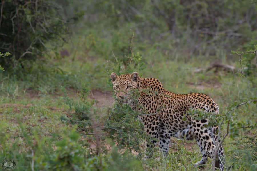 Durban:3 Day Hluhluwe-Imfolozi Park, St Lucia, iSimangaliso - Three days from Durban to the St Lucia wetlands