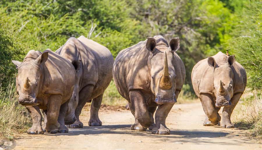 Durban:3 Day Hluhluwe-Imfolozi Park, St Lucia, iSimangaliso - How good is the $585 value?