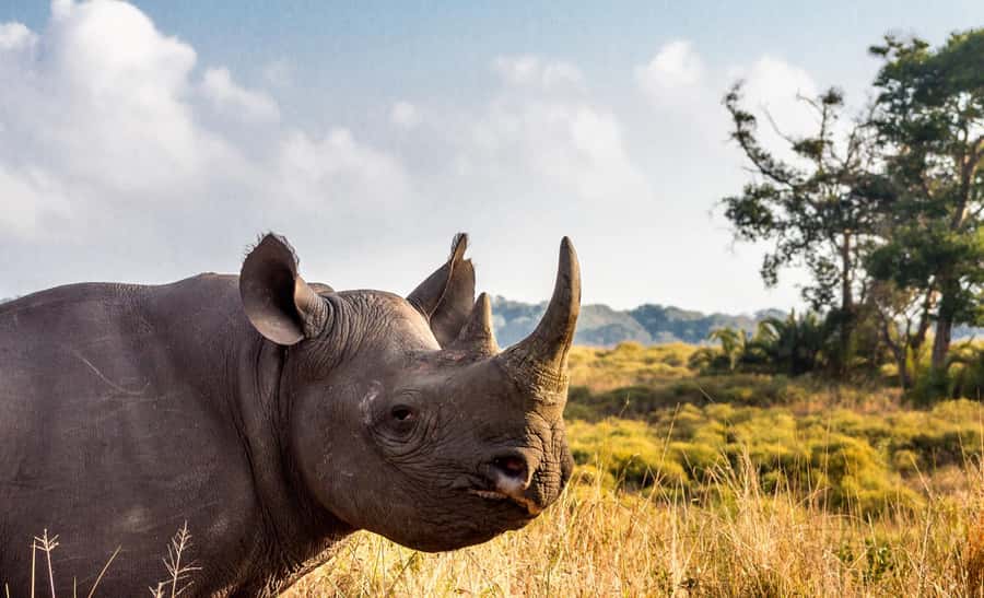 Durban:3 Day Hluhluwe-Imfolozi Park, St Lucia, iSimangaliso - Who should book this safari?