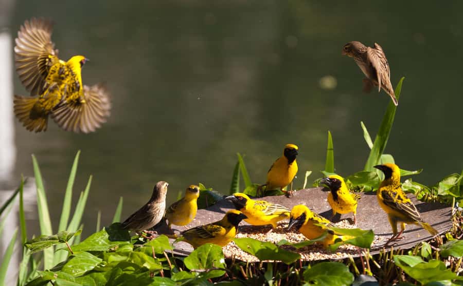 Durban: Drakensberg, Mandela Capture Site and Howick Falls - Why this day trip works from Durban