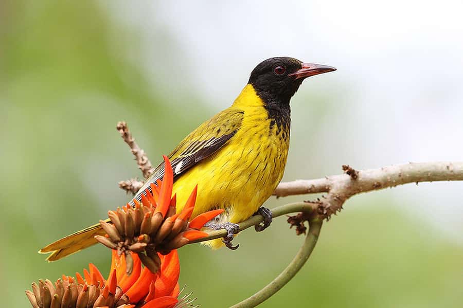 Durban: Drakensberg, Mandela Capture Site and Howick Falls - Who will enjoy this outing most?