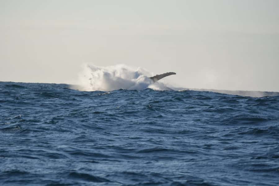 Durban: Durban: Whale and Dolphin Watching Boat Tour - Key things to know before you go