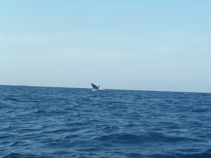 Durban: Durban: Whale and Dolphin Watching Boat Tour - Humpback whales from May to November
