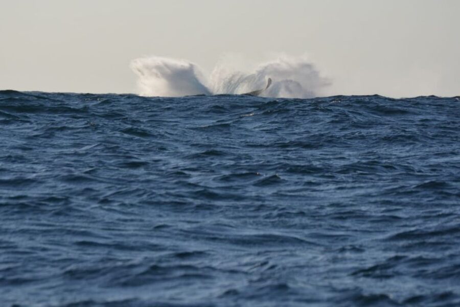 Durban: Durban: Whale and Dolphin Watching Boat Tour - Dolphins and other marine life